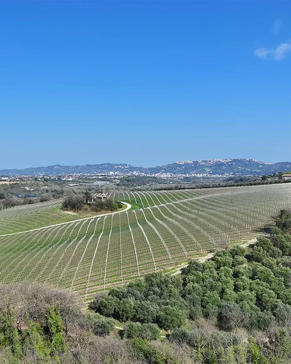 Vigneti e uliveti delle colline delle Terre Vestine